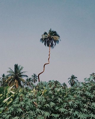 פאזל של Twisted palm tree