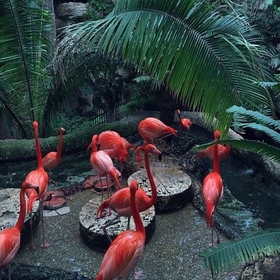 Palm tree and flamingos
