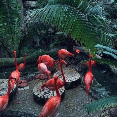 Palm tree and flamingos jigsaw puzzle