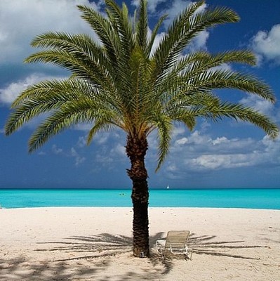 Deserted beach palm tree