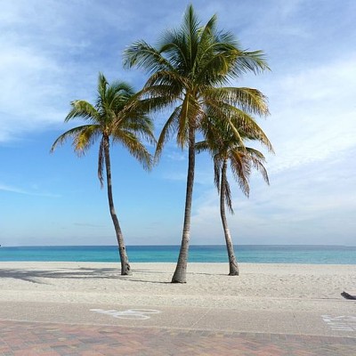 Palm trees at a street beach