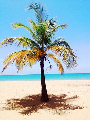 פאזל של Tropical palm tree