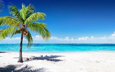 Tropical beach palm tree