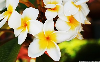 Bicolour tropical flowers