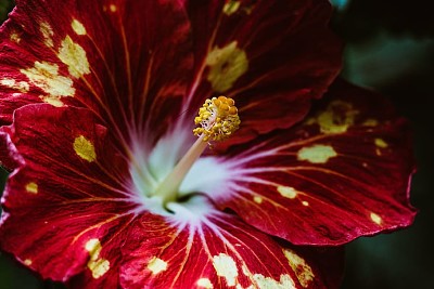 Tricolour hibiscus jigsaw puzzle