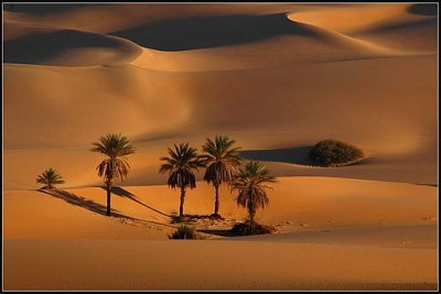 Desert palm trees