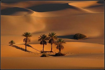 Desert palm trees jigsaw puzzle