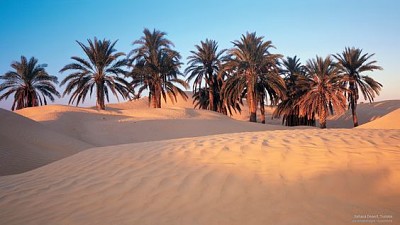 Palmeras del desierto jigsaw puzzle