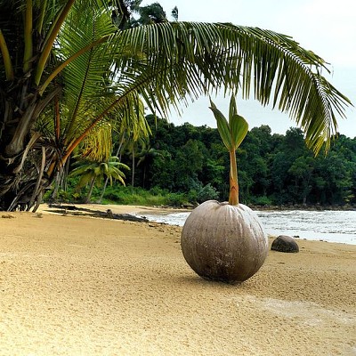 Growing palm tree