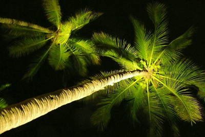 Palm trees at night