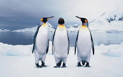 פאזל של Penguins trio