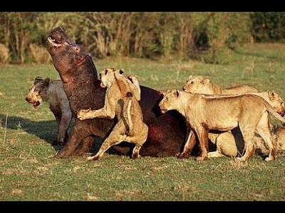 leones jigsaw puzzle