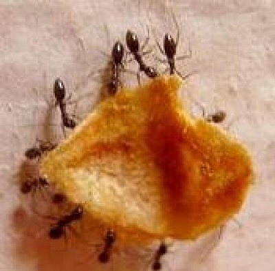פאזל של hormigas