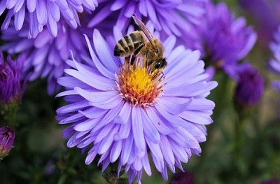 פאזל של abejas en flor