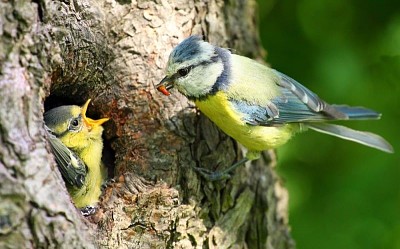 pajaros en arbol