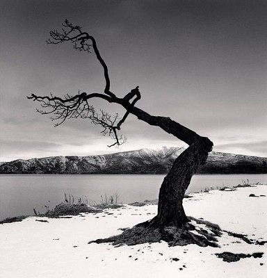 Black and white dead tree