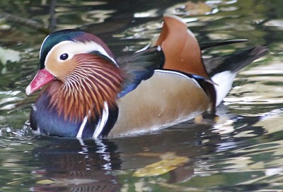 canard jigsaw puzzle