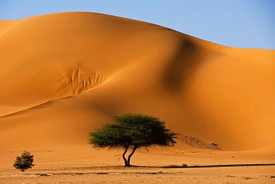 Dessert tree