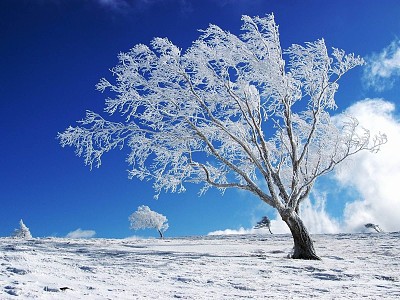 פאזל של Winter tree