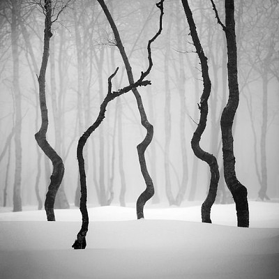פאזל של Winter trees