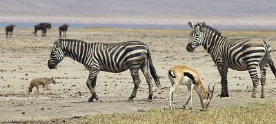 פאזל של Habitantes de la savana