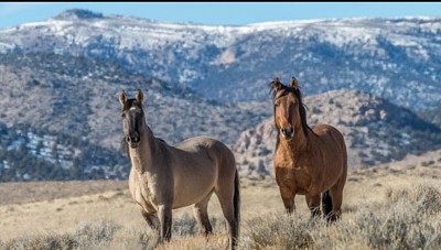 Caballos jigsaw puzzle