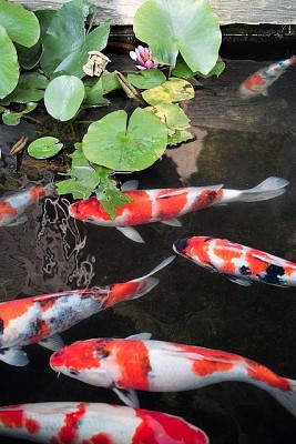 פאזל של Tricolor koi fishes