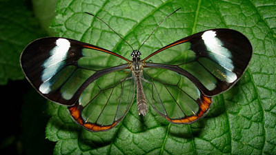 פאזל של Crystal butterfly