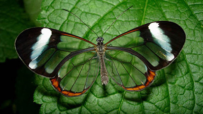 Crystal butterfly jigsaw puzzle