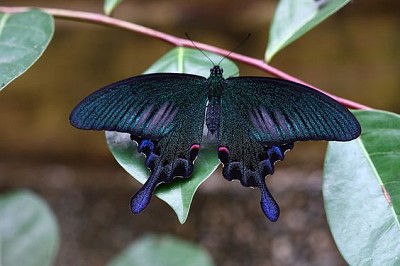פאזל של Dark butterfly