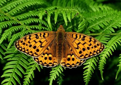 פאזל של Fern butterfly