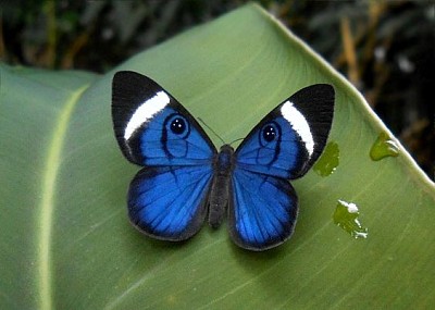 Mariposa tricolor