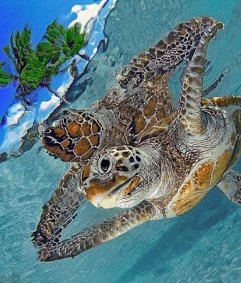 Turtle reflection jigsaw puzzle