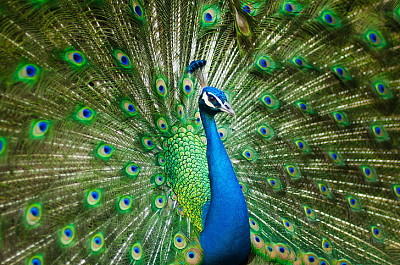 Pavo real jigsaw puzzle