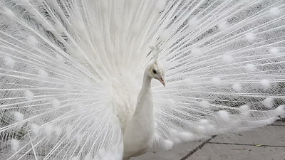 פאזל של Pavo real blanco