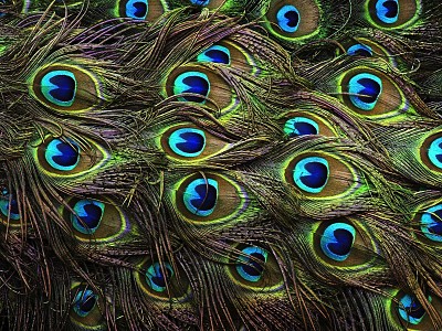 פאזל של Peacock feathers