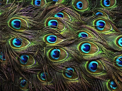 Peacock feathers