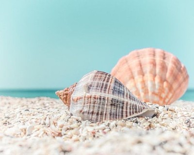 Tropical seashells jigsaw puzzle