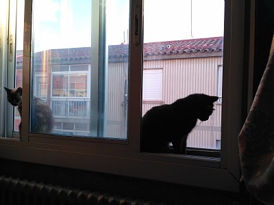 Vigilantes en la ventana
