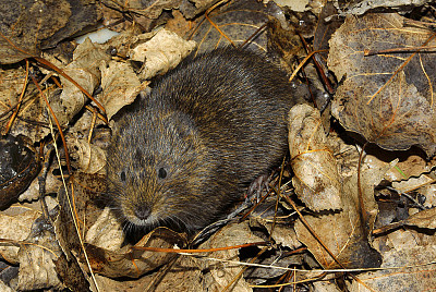 Arvicola acquatica sud occidentale