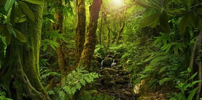 La Selva! jigsaw puzzle