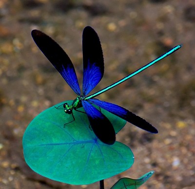 פאזל של dragonfly