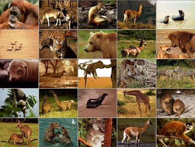Animales jigsaw puzzle