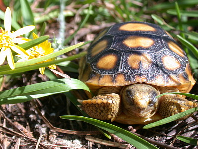 Tortoise and flowers