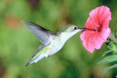 פאזל של colibrÃ­