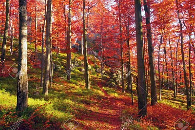 bosque otoÃ±al jigsaw puzzle