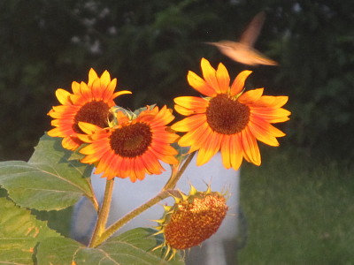 Hummingbird at sunflowers