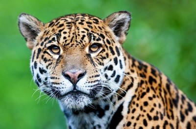פאזל של Jaguar