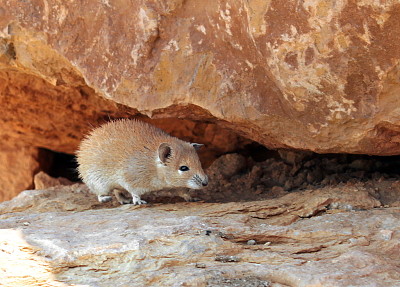 Topo spinoso dorato