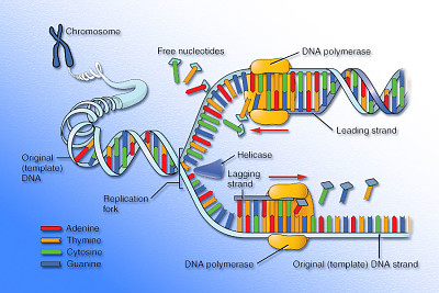 פאזל של ADN